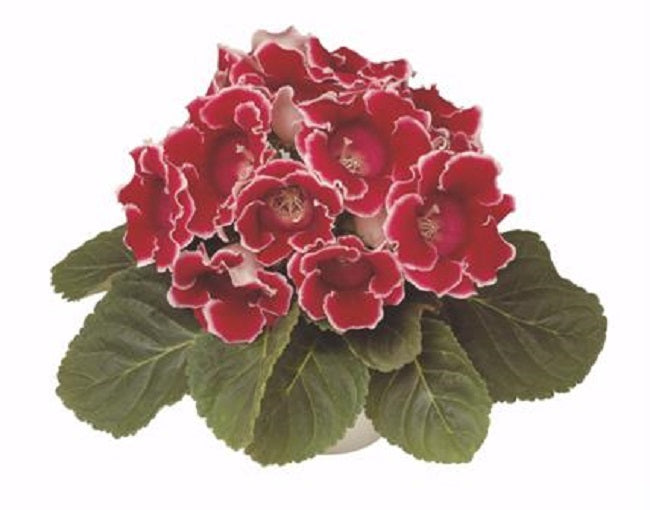 Gloxinia Seeds Gloxinia Avanti Red White 25 Pelleted Flower Seeds