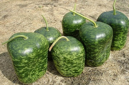 Gourd Seeds Apple Gourd 15 thru 100 Seeds Garden Seed