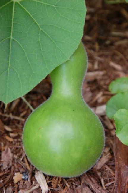 Gourd Seeds Birdhouse Gourd 15 thru 100 Bulk Seeds