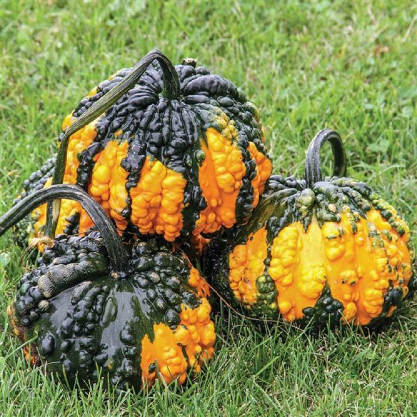 Gourd Seeds Gourd Hoargarth 25 Seeds Garden Seeds