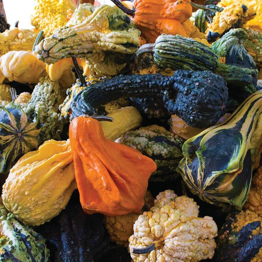 Gourd Seeds Large Autumn Wing Mix 15 thru 100 Bulk Seeds