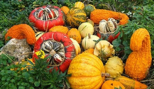 Gourd seeds Large Mix 15 thru 100 Bulk Gourd Seeds