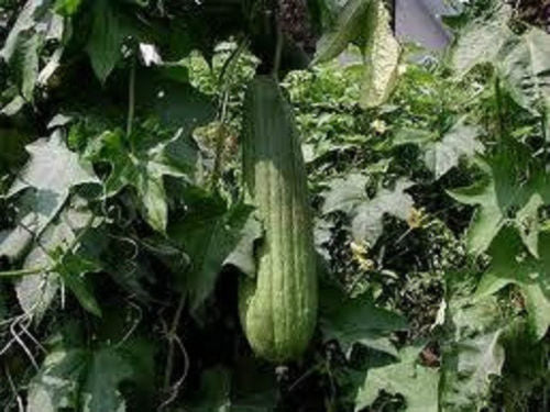 Gourd Seeds 15 thru 100 Luffa Sponge Gourd Seeds