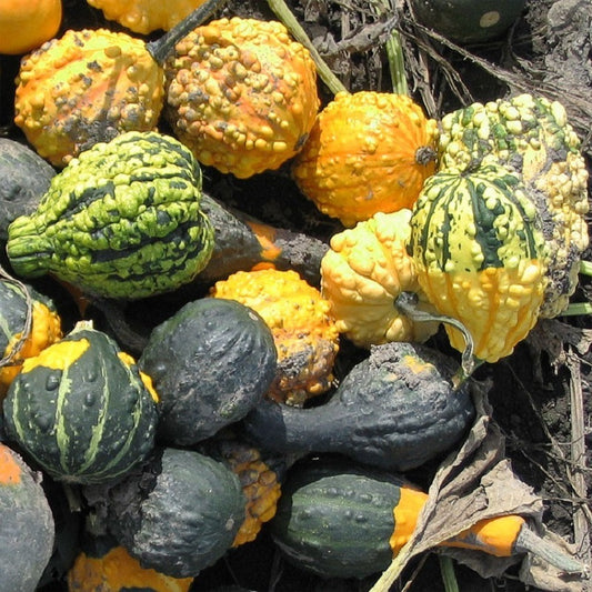 Gourds Seeds Small Warted Gourd 15 thru 100 Seeds