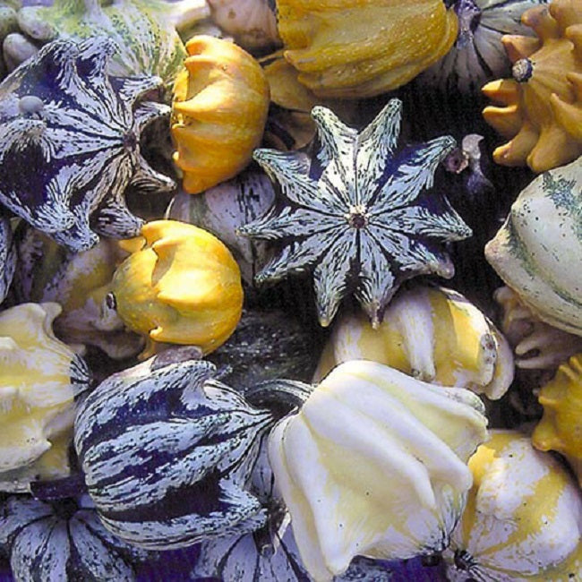 Gourd Seeds Ten Commandments 15 thru 100 Bulk Seeds