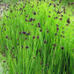 Juncus Starhead Grass Seeds 25 Multi Pelleted Seeds Ornamental Grass