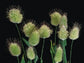 500 Rabbit Tail Seeds Lagurus Grass Bunny Grass Seeds