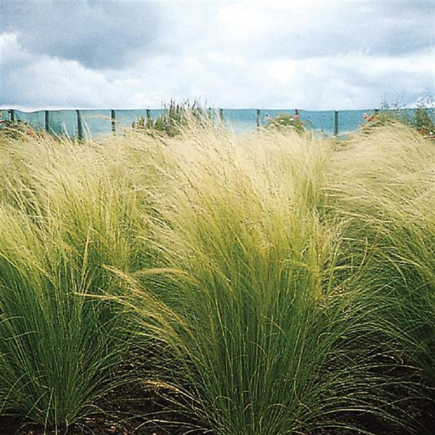 25 Multi Pelleted Ornamental Grass Seeds Stipa Pony Tails