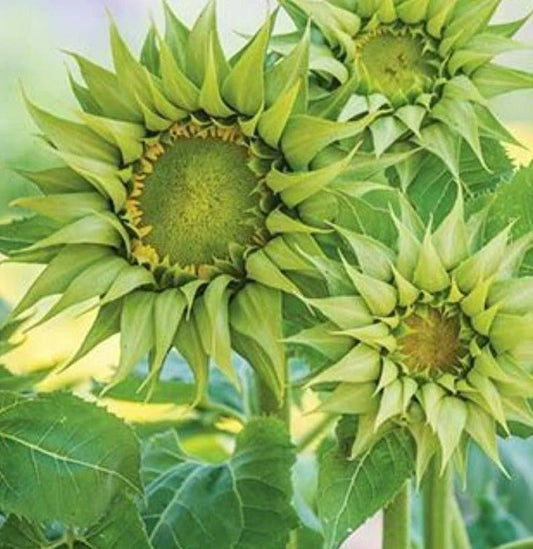 Helianthus Seeds Sunflower Sun Fill Green 25 Seeds