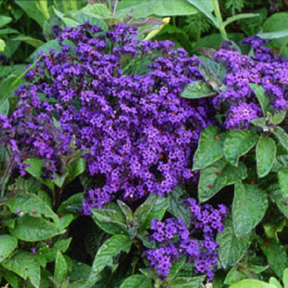 Heliotrope Seeds Marine Blue 50 thru 1,000 Flower Seeds Fragrant Annual