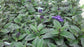 200 Heliotrope Seeds Marino Blue Marine Blue Vanilla Scent Flower Seeds