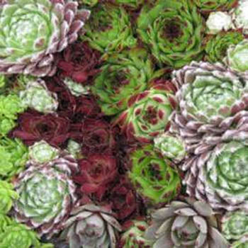 Hens And Chick Seeds 100 Sempervivum Seeds Succulent