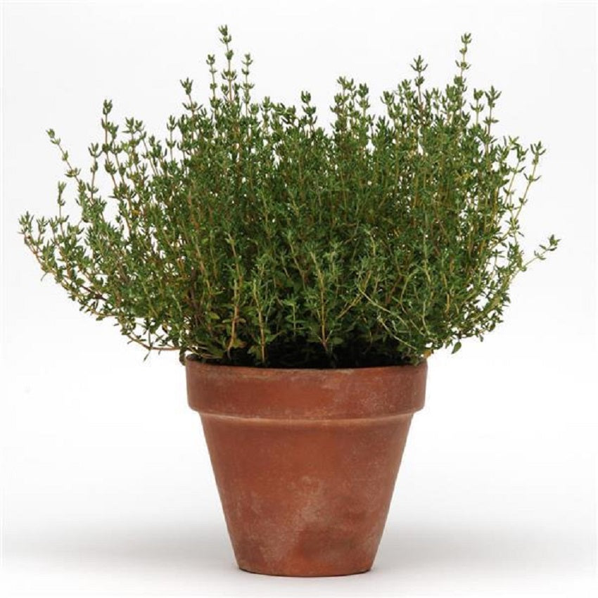 Thyme Simply Herb Seeds 50 Multi Pelleted Seeds