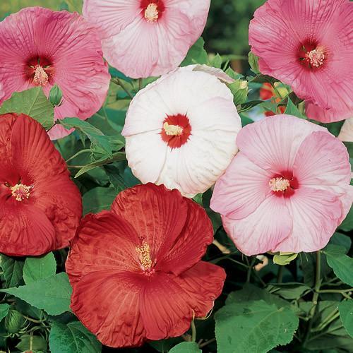 Hibiscus Disco Belle Mix Hybrid 15 Hibiscus Seeds Flower Seeds