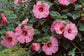 Hibiscus Seeds Disco Belle Pink 50 Bulk Hibiscus Seeds