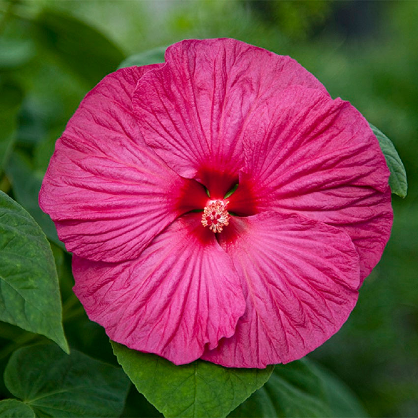 Hardy Hibiscus Seeds Hibiscus Honeymoon Rose 50 Bulk Seeds