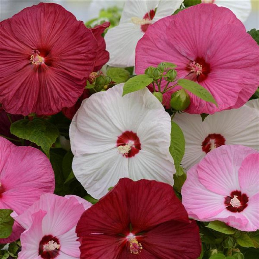 15 Hibiscus Seeds Luna Mix Hardy Hibiscus Perennial