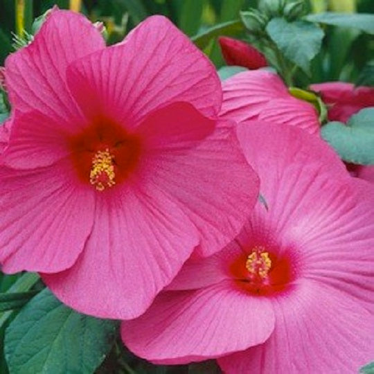 Hardy Hibiscus Seeds Luna Rose 50 Bulk Seeds