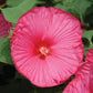 15 Hibiscus Seeds Luna Rose Hardy Hibiscus Perennial Seeds