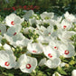 15 Hibiscus Seeds Luna White Hardy Hibiscus Perennial Seeds