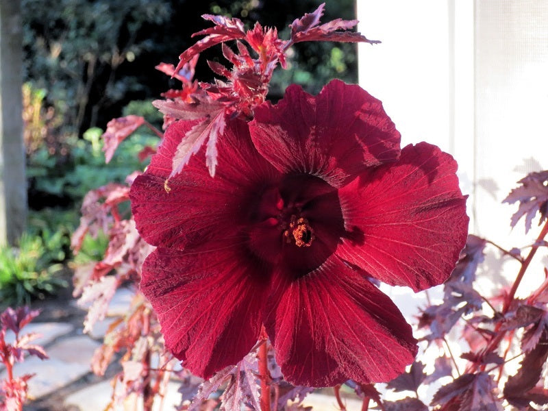 Hibiscus Seeds Splendor Mahogany 15 thru 50 Seeds