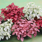 Hypoestes Seeds Hypoestes Select Splash Mix 50 Seed