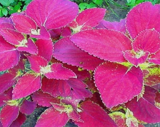 50 Seeds Coleus Jazz Velvet Seeds coleus seeds