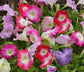 BIN#1R7D1 Petunia Seeds Candypops Concord Spring Mix Pelleted Petunia 50 Pelleted Seeds