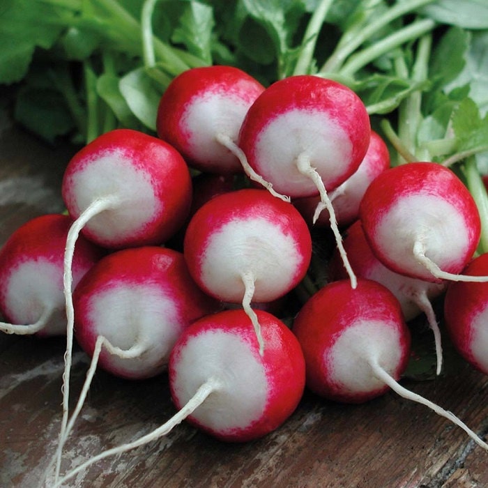 Radish Seeds Vegetable Seed 200 Sparkler Garden Seed