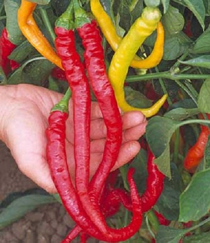 Sweet Cayenne Pepper Seeds 25 Sweet Pepper Seeds