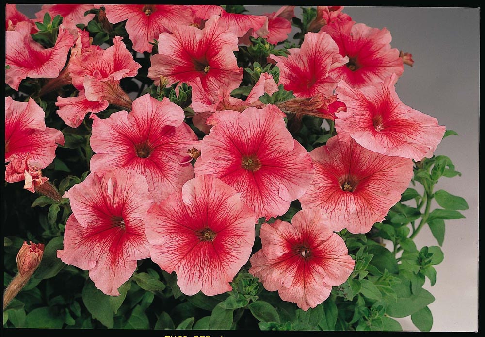 Pelleted Petunia Seeds 1,000 Bulk Petunia Seeds Candypops Apricot Vein