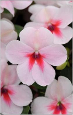 50 Impatiens Seeds Impreza Cherry Splash Flower Seeds