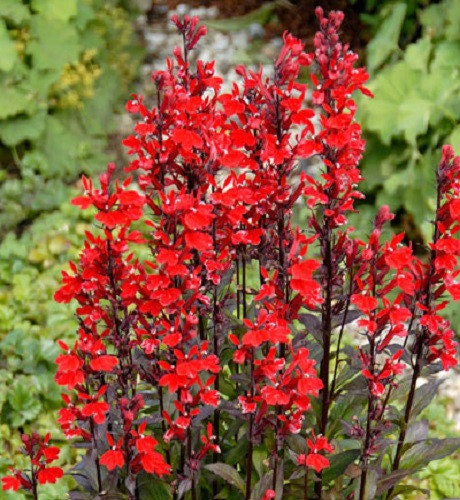 Queen Victoria Lobelia, Cardinal Flower