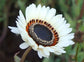 Venidium Zulu Prince 100 Seeds Daisy Seeds Monarch of the Veldt Cape Daisy
