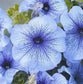 Flower Seeds For Sale Petunia Seeds Tritunia Blue Veined 1,000 Pelleted Seeds