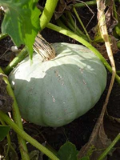 50 Sweet Meat Winter Squash Seeds Vegetable Seeds