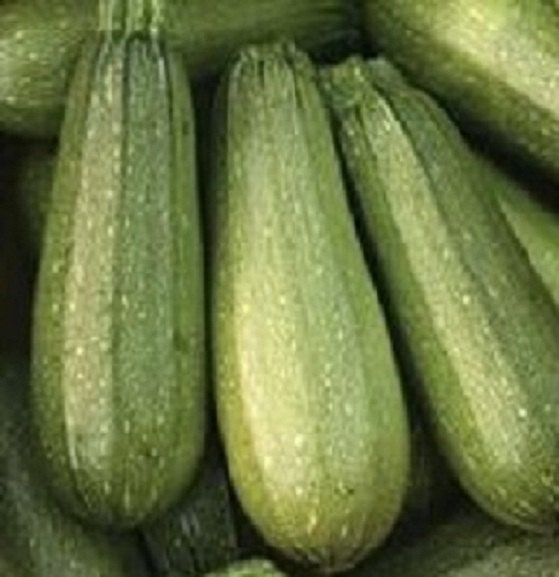 100 Zucchini Seeds Zucchini Grey Summer Squash Seeds