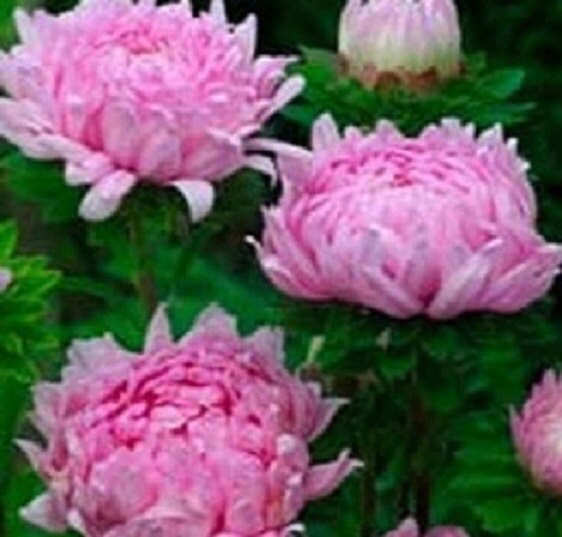 50 Peony Aster Seeds Duchess Coral Rose FLOWER SEEDS Paeony