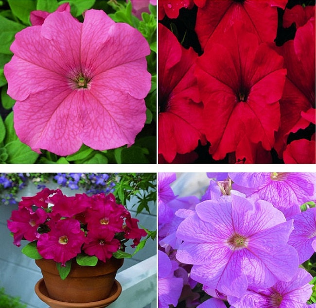 Bulk Petunia Seeds 1,000 Pelleted Seeds Petunia Seeds Candypops Mix