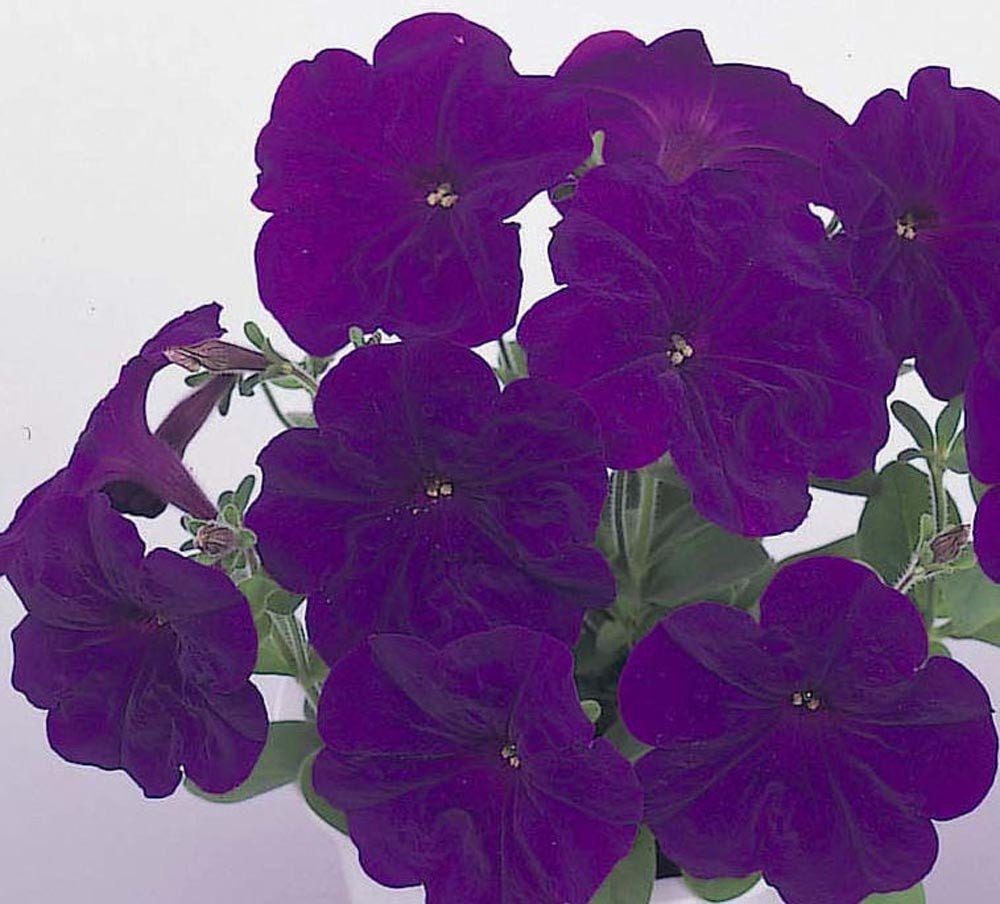 Pelleted Petunia Seeds 1,000 Bulk Seeds Candypops Blue