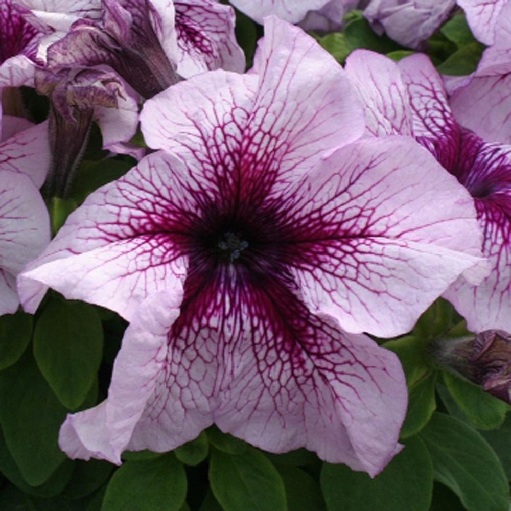 Pelleted Petunia Seeds 1,000 Bulk Seeds Candypops Blackberry Vein