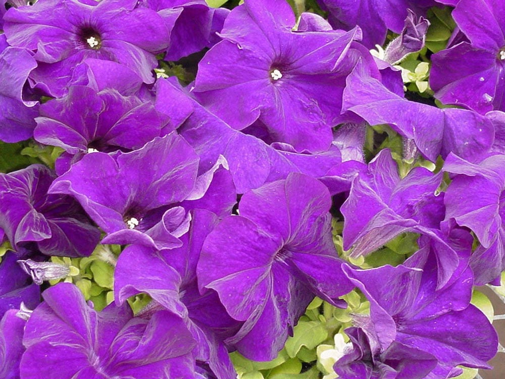 Pelleted Petunia Seeds 1,000 Bulk Petunia Seeds Candypops Mid Blue