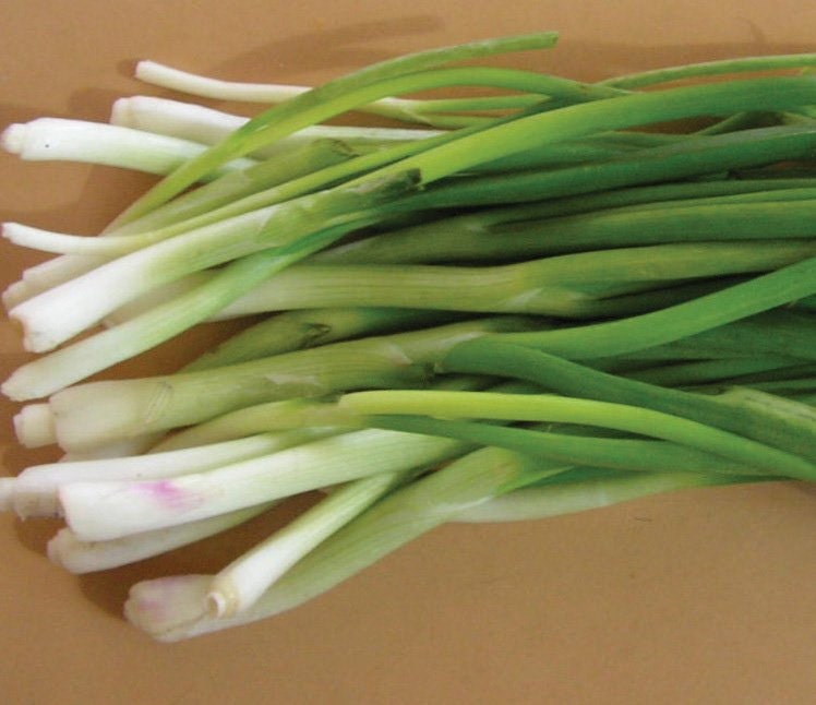 500 Bunching Onion Seeds Nabechan Onion Green Onion Seeds