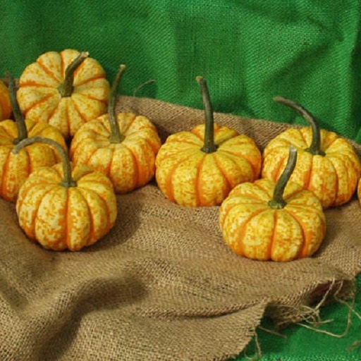 Pumpkin Seeds 25 Hooligan Pumpkin Garden Seeds