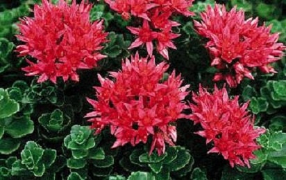 Sedum Seeds Summer Glory Succulent Seeds 100 Seeds