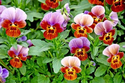 50 Seeds Viola Angel Blueberry Glow