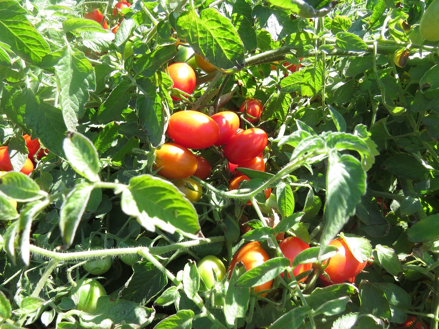 50 Tomato Seeds Juliet Grape Hybrid F1 Hybrid