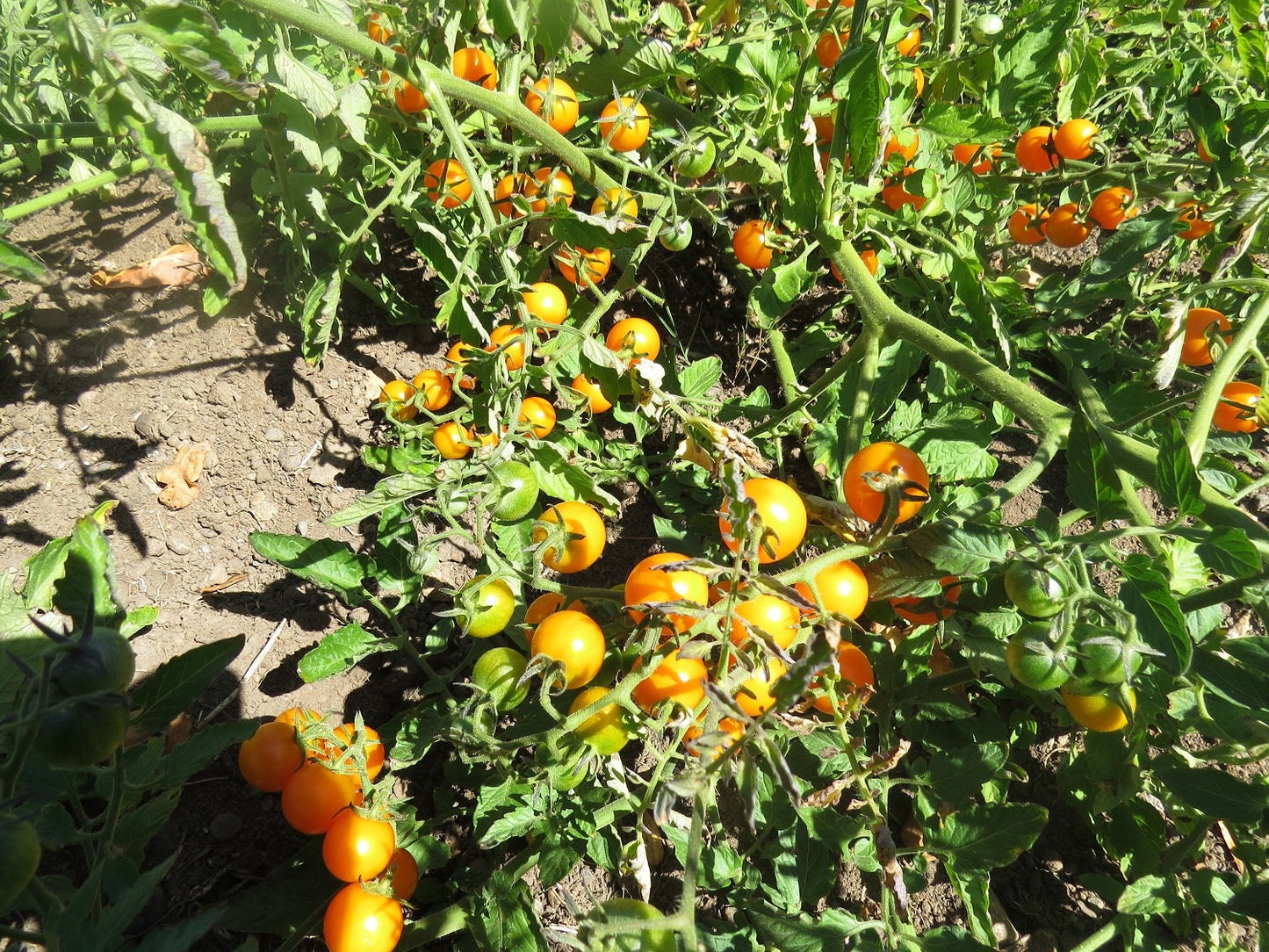 25 Sunsugar Tomato Seeds Sun Sugar Yellow Cherry Tomato