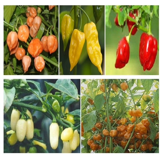 250 Seeds Habanero Pepper Seed Mix HOT!!