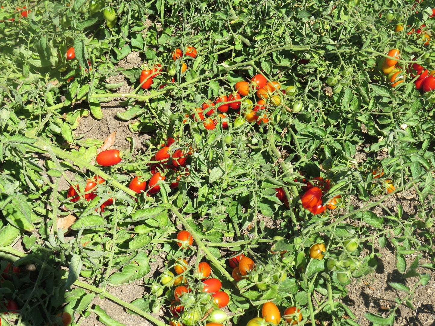 50 Tomato Seeds Juliet Grape Hybrid F1 Hybrid